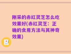 刚采的赤红灵芝怎么吃效果好(赤红灵芝：正确的食用方法与其神奇效果)