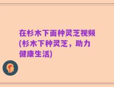 在杉木下面种灵芝视频(杉木下种灵芝，助力健康生活)