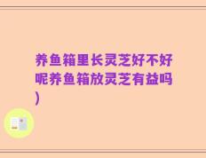 养鱼箱里长灵芝好不好呢养鱼箱放灵芝有益吗)