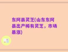 东阿县灵芝(山东东阿县出产稀有灵芝，市场暴涨)