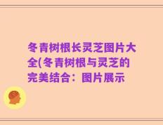 冬青树根长灵芝图片大全(冬青树根与灵芝的完美结合：图片展示