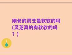 刚长的灵芝是软软的吗(灵芝真的有软软的吗？)