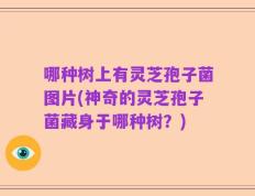 哪种树上有灵芝孢子菌图片(神奇的灵芝孢子菌藏身于哪种树？)