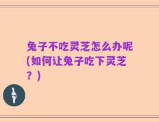 兔子不吃灵芝怎么办呢(如何让兔子吃下灵芝？)
