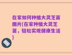 在家如何种植大灵芝苗图片(在家种植大灵芝苗，轻松实现健康生活)
