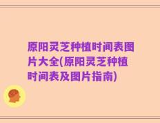 原阳灵芝种植时间表图片大全(原阳灵芝种植时间表及图片指南)