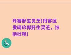 丹寨野生灵芝(丹寨区发现珍稀野生灵芝，惊艳壮观)