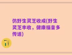 仿野生灵芝收成(野生灵芝丰收，健康福音多传送)