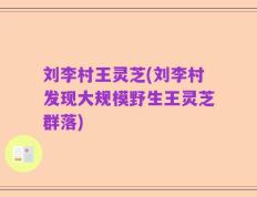 刘李村王灵芝(刘李村发现大规模野生王灵芝群落)