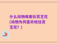 什么动物嘴里衔灵芝花(动物为何喜欢咬住灵芝花？)
