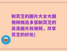 制灵芝的图片大全大图视频精选多张制灵芝的高清图片和视频，尽享灵芝的好处)