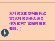 大叶灵芝能吃吗图片欣赏(大叶灵芝是否适合作为食材？赏图领略其美貌。)