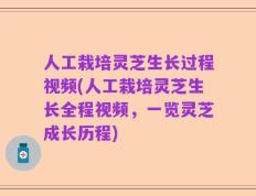 人工栽培灵芝生长过程视频(人工栽培灵芝生长全程视频，一览灵芝成长历程)