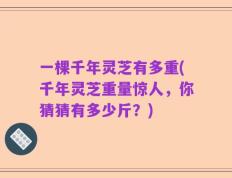 一棵千年灵芝有多重(千年灵芝重量惊人，你猜猜有多少斤？)