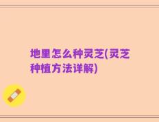 地里怎么种灵芝(灵芝种植方法详解)