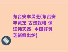 东台安丰灵芝(东台安丰灵芝 古法栽培 保证纯天然  中国好灵芝新鲜出炉)