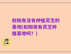 射阳有没有种植灵芝的基地(射阳现有灵芝种植基地吗？)