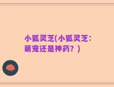 小狐灵芝(小狐灵芝：萌宠还是神药？)