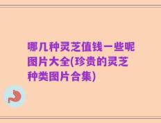 哪几种灵芝值钱一些呢图片大全(珍贵的灵芝种类图片合集)