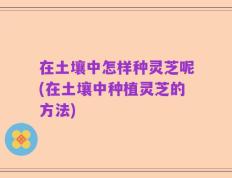 在土壤中怎样种灵芝呢(在土壤中种植灵芝的方法)