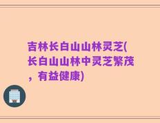 吉林长白山山林灵芝(长白山山林中灵芝繁茂，有益健康)