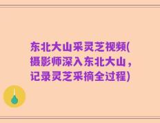 东北大山采灵芝视频(摄影师深入东北大山，记录灵芝采摘全过程)