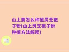 山上要怎么种植灵芝孢子粉(山上灵芝孢子粉种植方法解读)