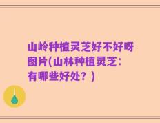 山岭种植灵芝好不好呀图片(山林种植灵芝：有哪些好处？)
