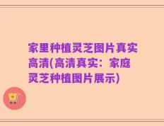 家里种植灵芝图片真实高清(高清真实：家庭灵芝种植图片展示)