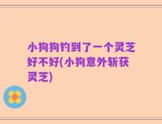 小狗狗钓到了一个灵芝好不好(小狗意外斩获灵芝)