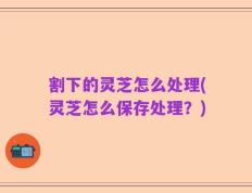 割下的灵芝怎么处理(灵芝怎么保存处理？)