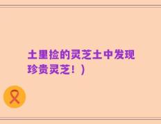 土里捡的灵芝土中发现珍贵灵芝！)