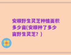 安顺野生灵芝种植面积多少亩(安顺种了多少亩野生灵芝？)