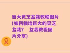巨大灵芝盆栽教程图片(如何栽培巨大的灵芝盆栽？  盆栽教程图片分享)