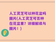 人工灵芝可以种花盆吗图片(人工灵芝可否种在花盆里？详细解读与图片！)