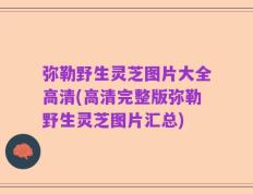 弥勒野生灵芝图片大全高清(高清完整版弥勒野生灵芝图片汇总)