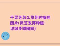 干灵芝怎么发芽种植呢图片(灵芝发芽种植：详细步骤图解)