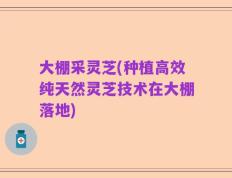 大棚采灵芝(种植高效纯天然灵芝技术在大棚落地)