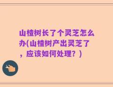 山楂树长了个灵芝怎么办(山楂树产出灵芝了，应该如何处理？)