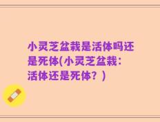 小灵芝盆栽是活体吗还是死体(小灵芝盆栽：活体还是死体？)