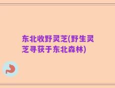 东北收野灵芝(野生灵芝寻获于东北森林)