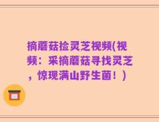 摘蘑菇捡灵芝视频(视频：采摘蘑菇寻找灵芝，惊现满山野生菌！)