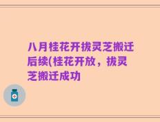 八月桂花开拔灵芝搬迁后续(桂花开放，拔灵芝搬迁成功