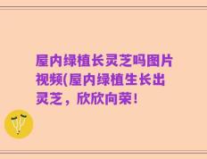 屋内绿植长灵芝吗图片视频(屋内绿植生长出灵芝，欣欣向荣！