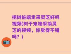 把树桩端走采灵芝好吗视频(树干末端采摘灵芝的视频，你觉得不错吗？)