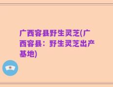 广西容县野生灵芝(广西容县：野生灵芝出产基地)