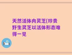 天然活体肉灵芝(珍贵野生灵芝以活体形态难得一见