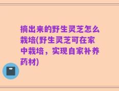 摘出来的野生灵芝怎么栽培(野生灵芝可在家中栽培，实现自家补养药材)