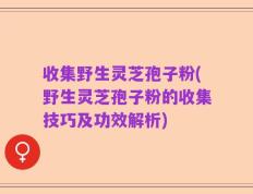 收集野生灵芝孢子粉(野生灵芝孢子粉的收集技巧及功效解析)