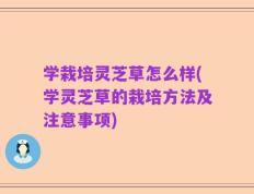 学栽培灵芝草怎么样(学灵芝草的栽培方法及注意事项)